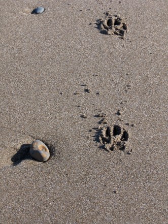 Pawprints2009.jpg